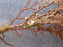 Lithophyllum corallinae