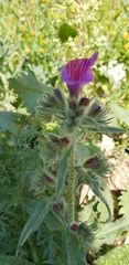 Echium judaeum
