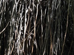 Philodendron consanguineum