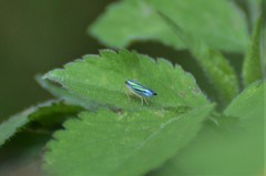 Poecilocarda cosmopolita