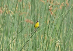 Pseudocolopteryx sclateri