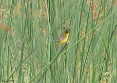 Pseudocolopteryx sclateri