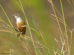 Sporophila palustris