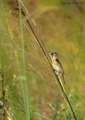 Sporophila palustris