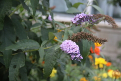 Buddleja davidii