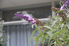 Buddleja davidii