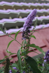 Buddleja davidii
