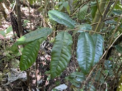 Chrysophyllum argenteum