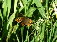 Pararge aegeria aegeria