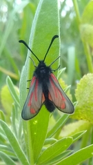 Zygaena zuleima