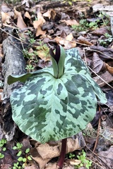 Trillium cuneatum