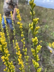 Solidago austrina