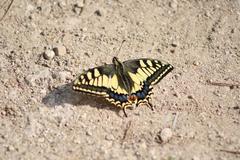 Papilio machaon