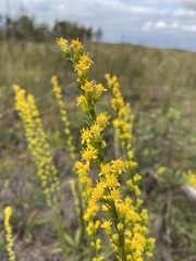 Solidago austrina