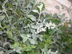 Heliotropium rotundifolium