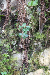 Buxus colchica