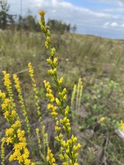 Solidago austrina