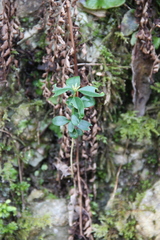 Buxus colchica