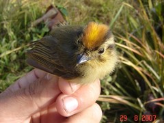 Platyrinchus coronatus
