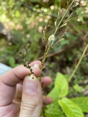 Justicia martinsoniana
