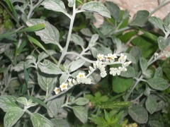 Heliotropium rotundifolium