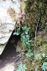 Buxus colchica