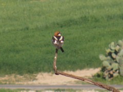 Lanius senator senator