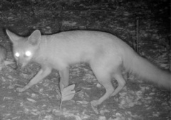 Vulpes pallida