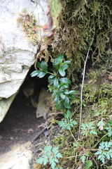 Buxus colchica
