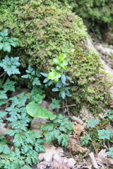 Buxus colchica