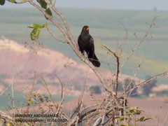 Turdus merula mauritanicus