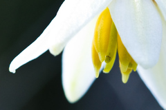 Fritillaria liliacea