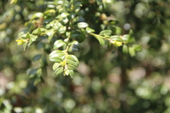 Buxus colchica
