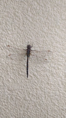 Rhionaeschna absoluta