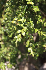 Buxus colchica