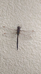 Rhionaeschna absoluta