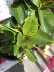 Cryptostegia grandiflora