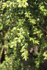 Buxus colchica