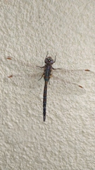 Rhionaeschna absoluta