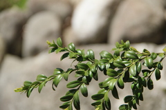 Buxus colchica