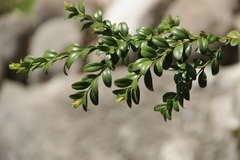 Buxus colchica