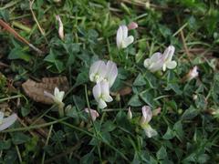 Trifolium uniflorum