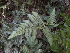 Polystichopsis chaerophylloides