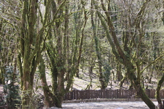 Buxus colchica