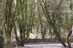Buxus colchica