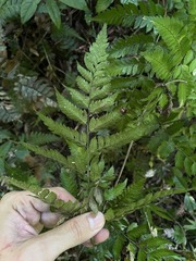 Polystichopsis chaerophylloides