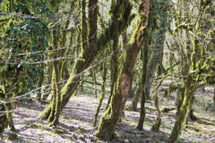 Buxus colchica