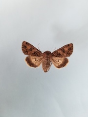 Anarta oregonica