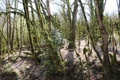Buxus colchica