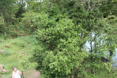 Buxus colchica